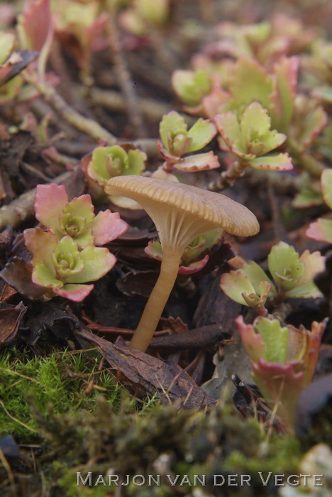 Roodbruin trechtertje - Omphalina pyxidata